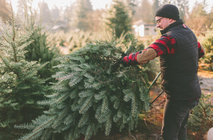A man at a Christmas tree farm standing with the tree he cut down.