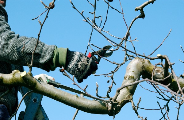 Man pruning apple tree.