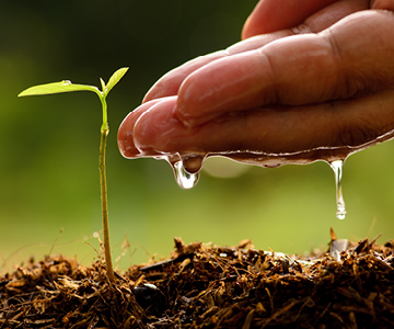 Newly grown plant getting hand watered.